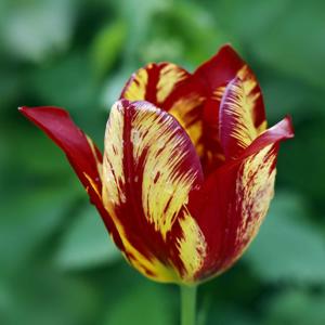 ToxicTulipp