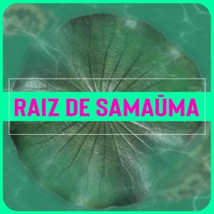 Raiz de Samaúma