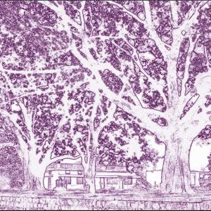 Beneath the Bodhi Tree