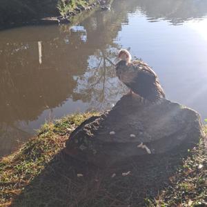 ParaquedeuM# patoescaldado#