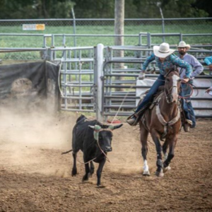 Rodeo animal welfare