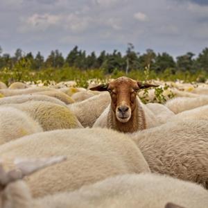 Che bestia di podcast!