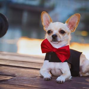 Best Designer Dog Clothes for Stylish