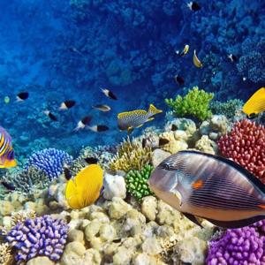 Red Sea in Egypt