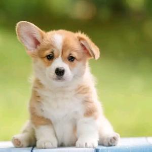 Here are cute pet for your home