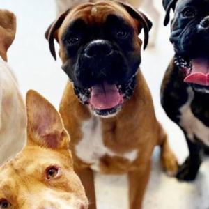 Unleashing Joy at K9 Doggy Day Care