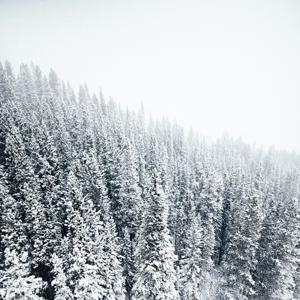 Los Enfoques del Currículo