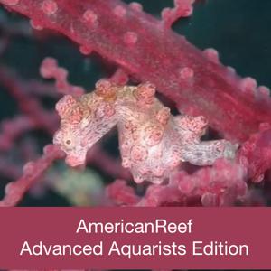 AmericanReefChannel