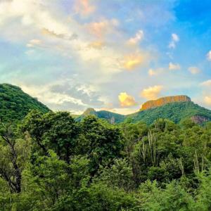 "VERDE VIVO" de Rodrigo Mendoza Martinez