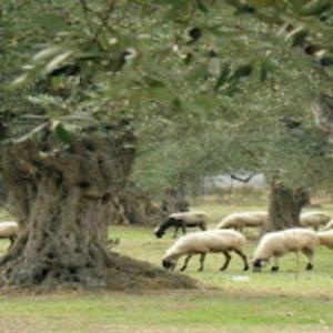 The Olive Grove Podcast