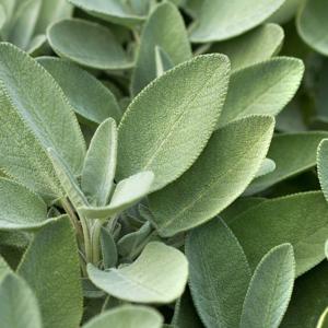 Orto botanico - La Salvia