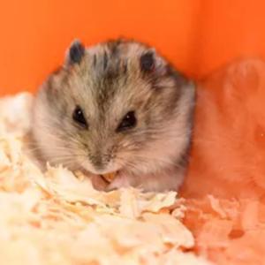 hamsterguides