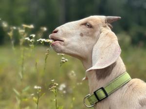 AoHHH: Adventures of Happiness Happens Homestead