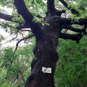 Bulgarian folk festivals and local production