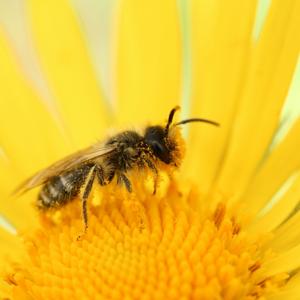 Los apicultores contra la soya