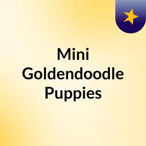 Mini Goldendoodle Puppies