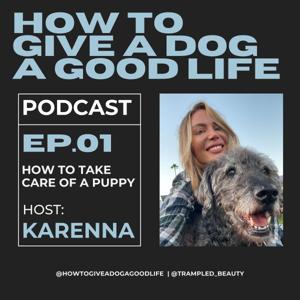 How To Give A Dog A Good Life