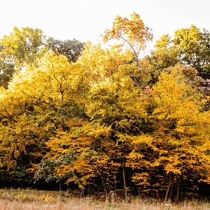 Thicket of Stories