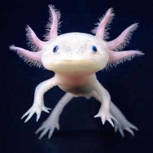 Animales en peligro de extinción