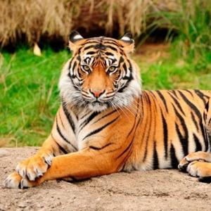 El Tigre