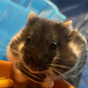 Hailey’s Small Pet Podcast