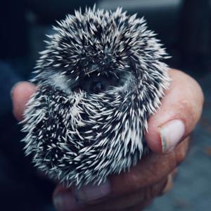 The Shedding of Spines