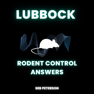 Lubbock Rodent Control Answers