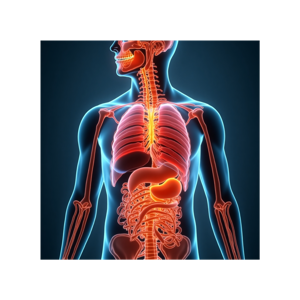 The Lymphatic System for Beauty Therapists and Body Contouring professionals