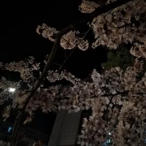 司司的小窝
