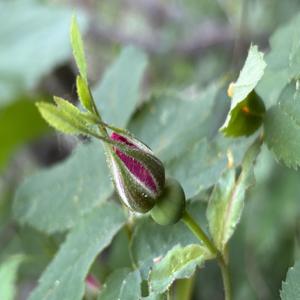 The Petal & Flame Podcast