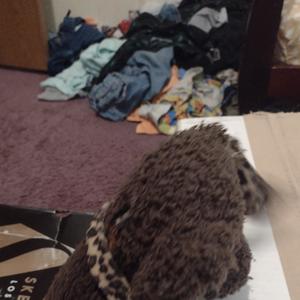 The baby bear podcast