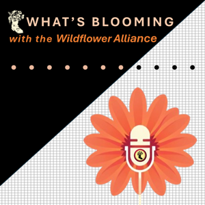 What’s Blooming with the Wildflower Alliance