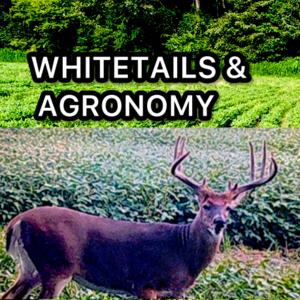 WHITETAILS AND AGRONOMY