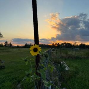 Messages from Magnolia