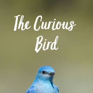 The Curious Bird