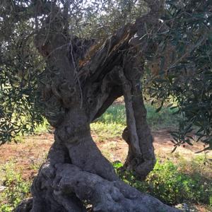 Dall'Idrogeno alla Vita