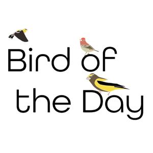 Bird of the Day