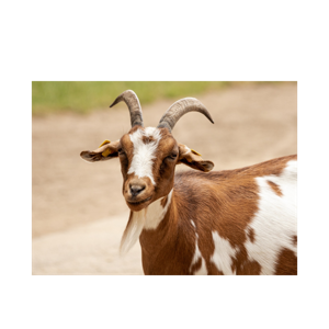 GOatboy666