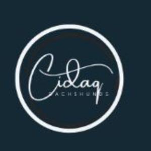 The Joy of Puppies – Stories of Love & Companionship