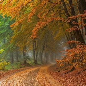 Il Bosco - Le meraviglie dell' Autunno