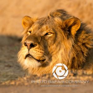 The African Safari Podcast