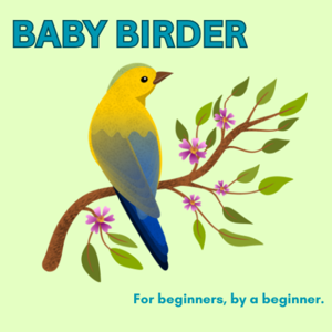 Baby Birder