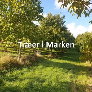 Træer i Marken