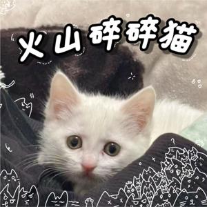 火山碎碎猫