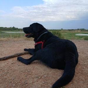 Por qué elegí cultura científica