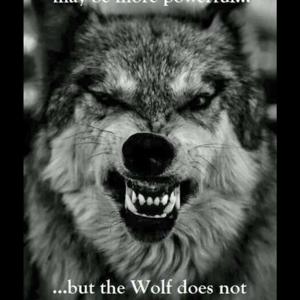 The Wolfpack Dynasty