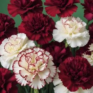 El podcast de Luciano Jerez