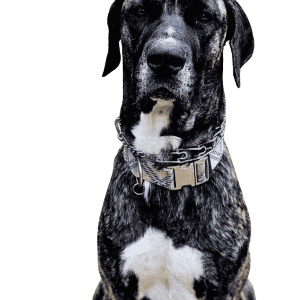 Danes Delight by Yeti