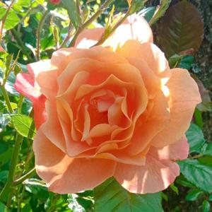 Insights with Dag Mag