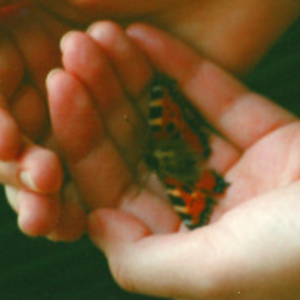 Fragile Wing voor SRM survivors